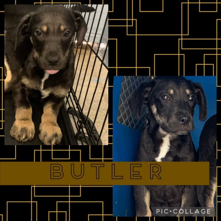 Butler 1