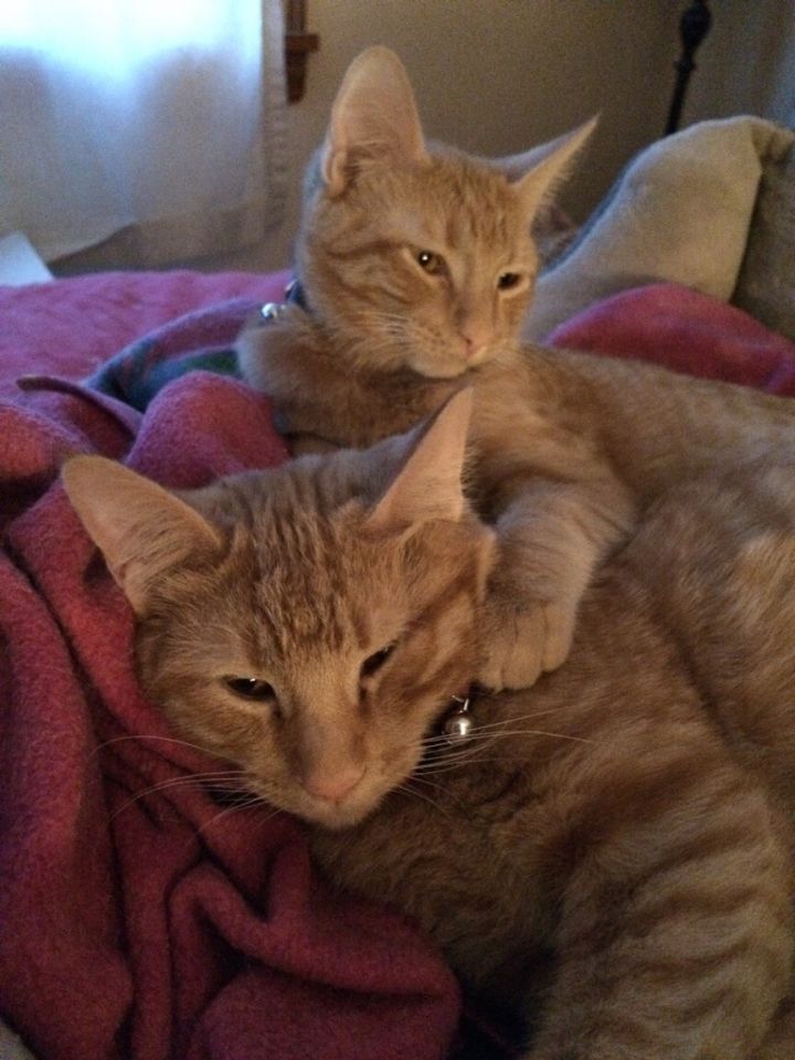 Leo and Morris - Bonded Brothers 2