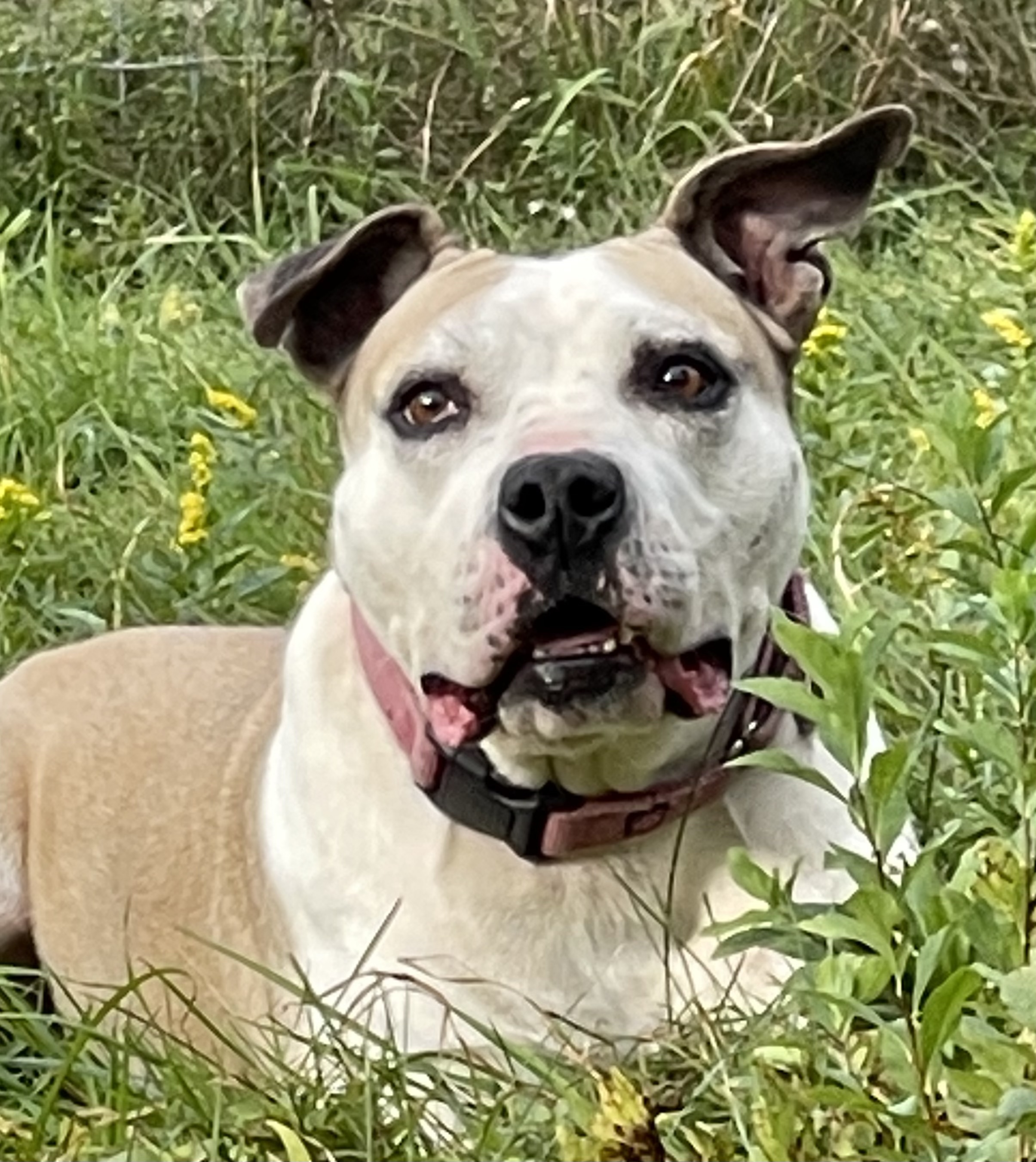 SEPHORA, an adoptable American Staffordshire Terrier, Mixed Breed in Morris, NY, 13808 | Photo Image 2