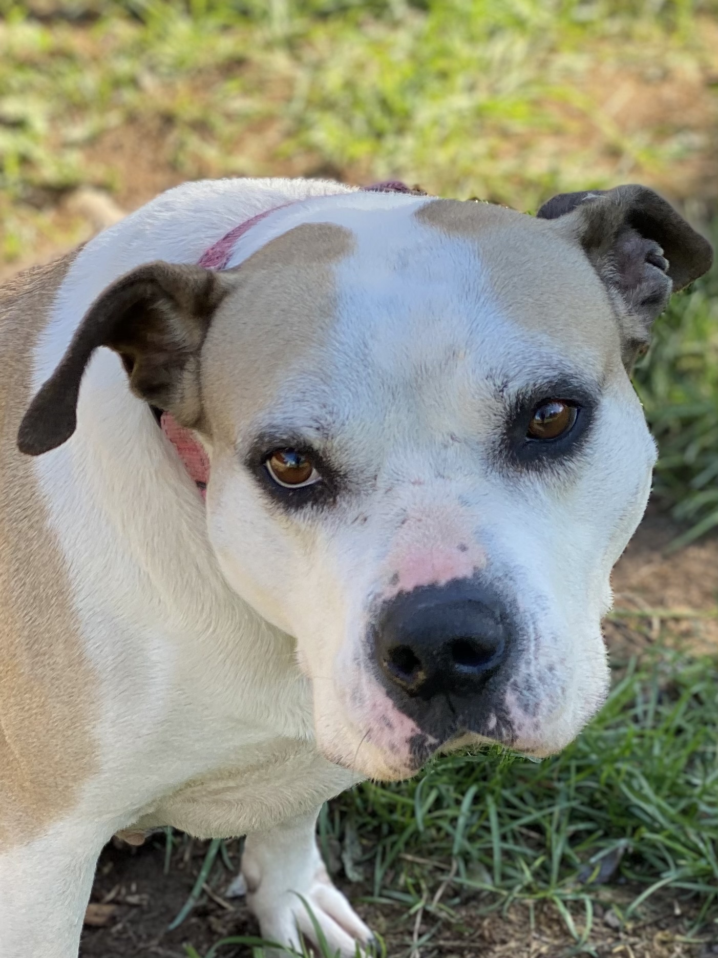 SEPHORA, an adoptable American Staffordshire Terrier, Mixed Breed in Morris, NY, 13808 | Photo Image 3