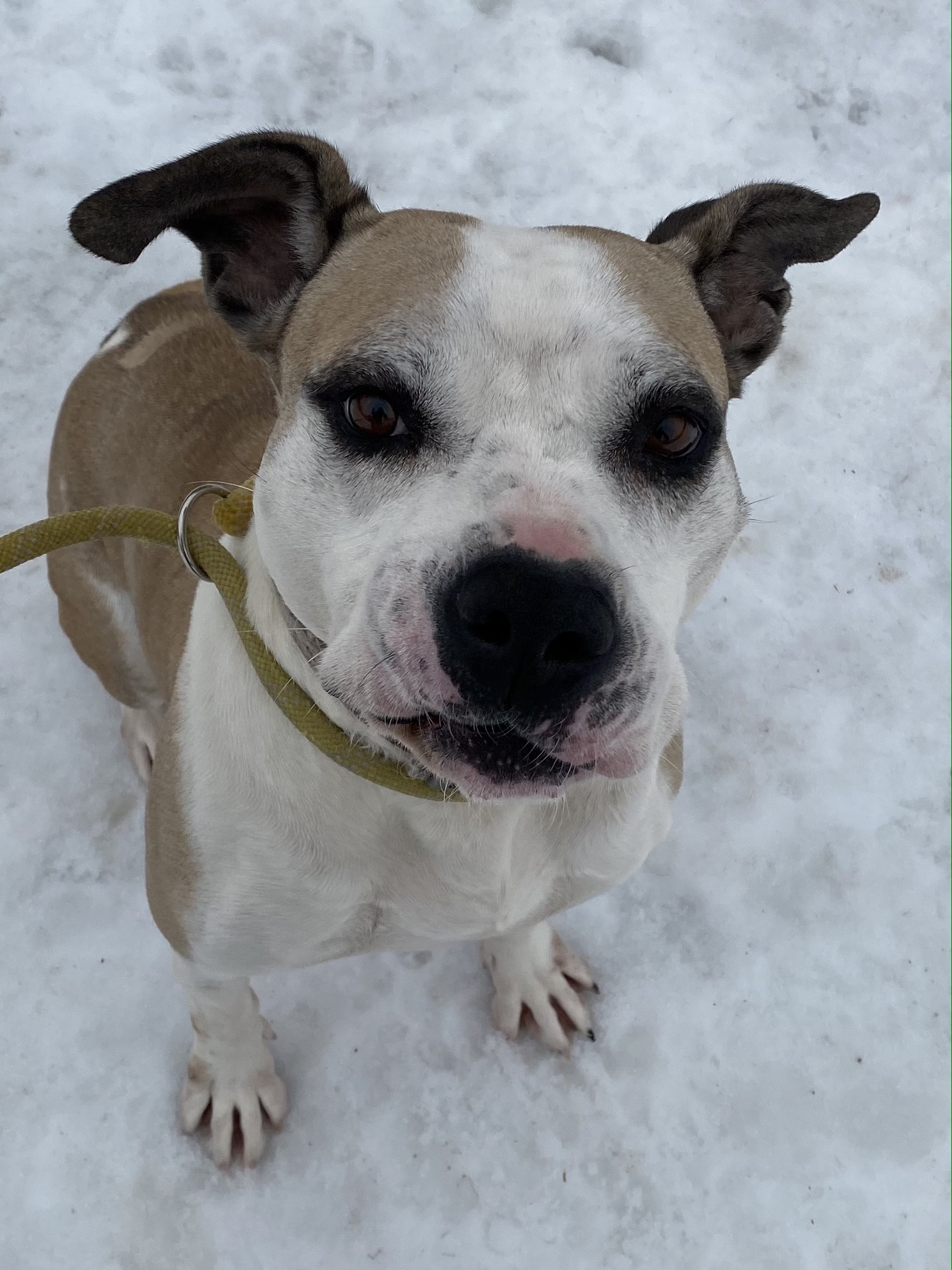 SEPHORA, an adoptable American Staffordshire Terrier, Mixed Breed in Morris, NY, 13808 | Photo Image 4