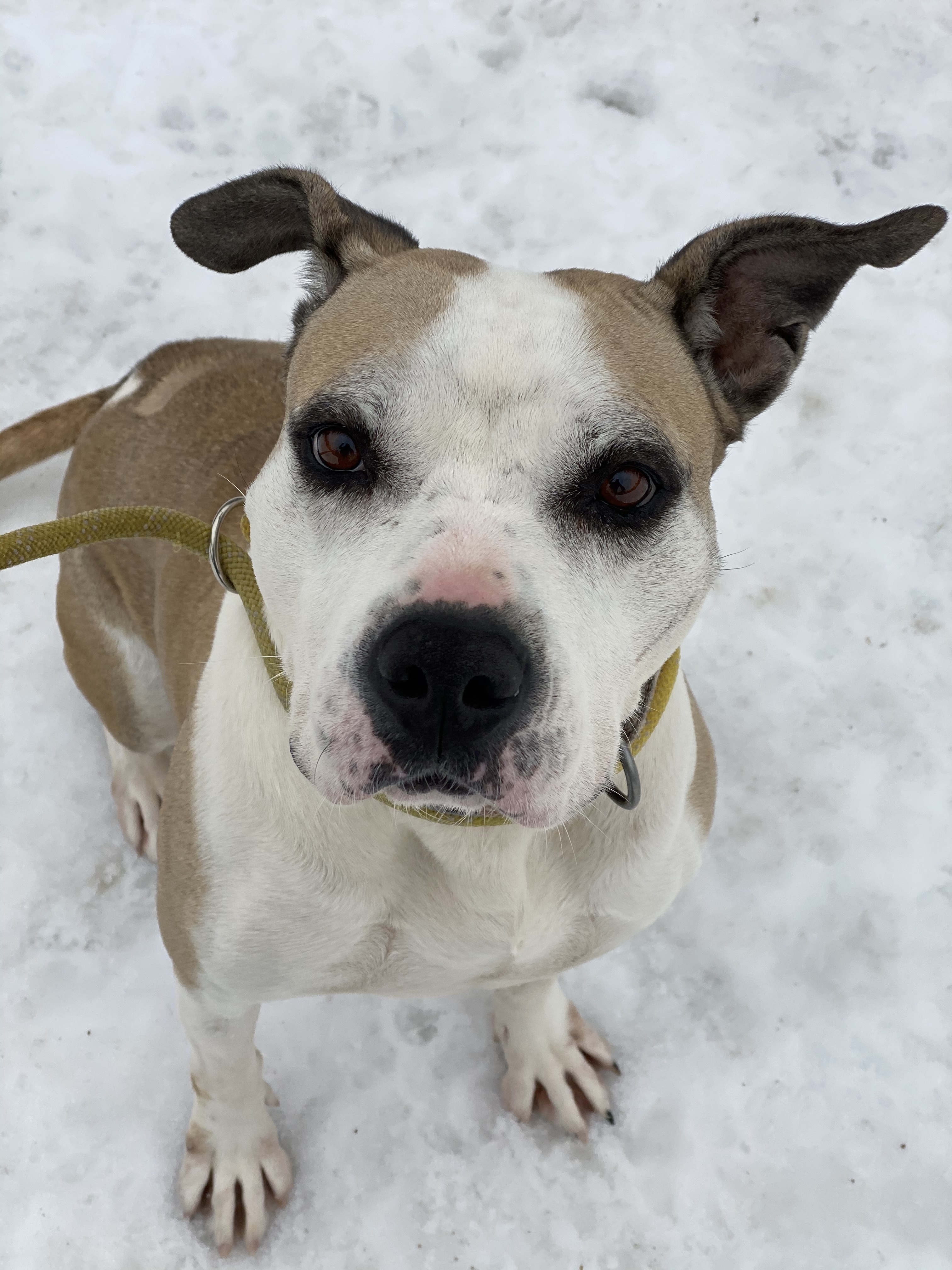 SEPHORA, an adoptable American Staffordshire Terrier, Mixed Breed in Morris, NY, 13808 | Photo Image 5