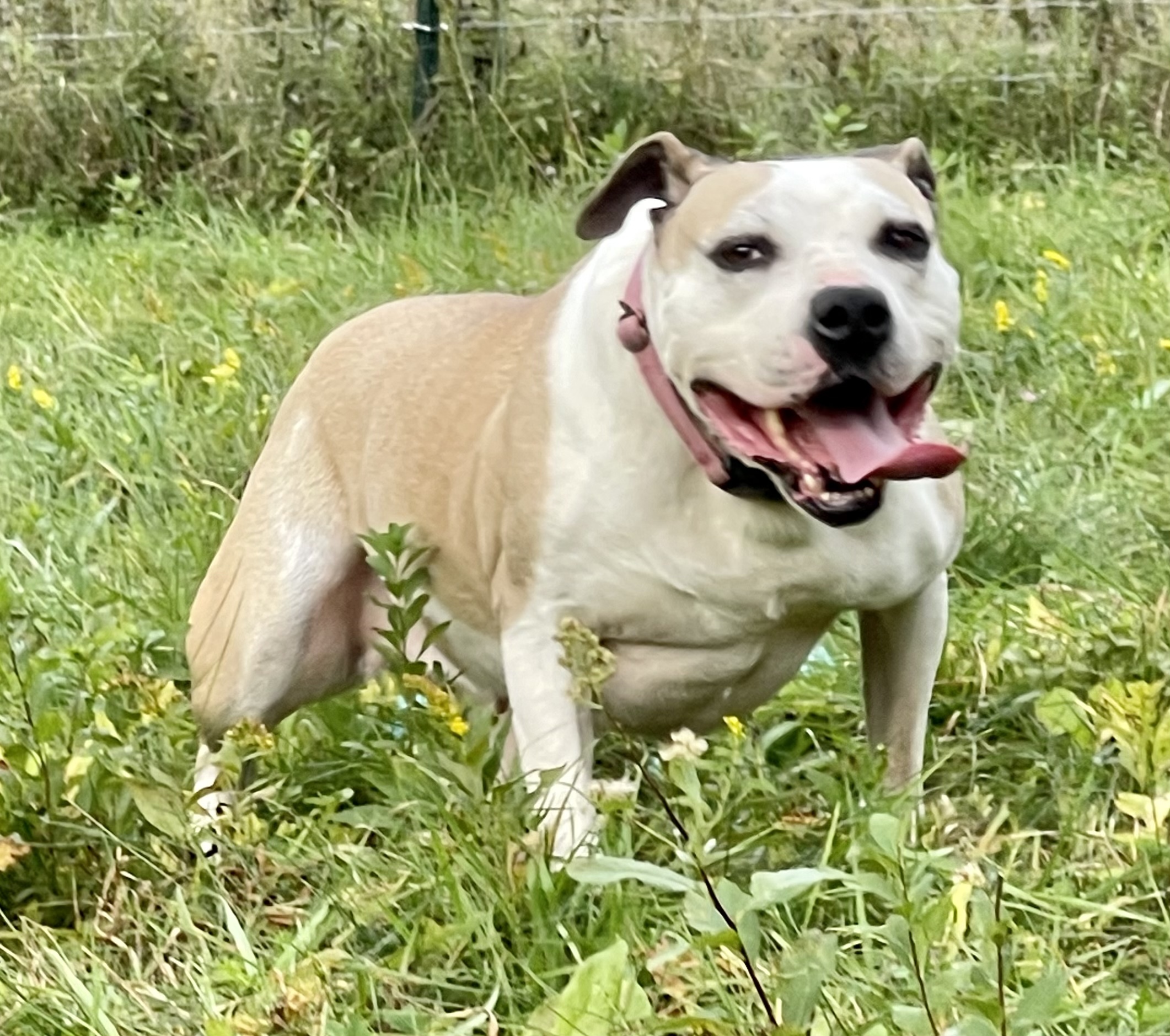 SEPHORA, an adoptable American Staffordshire Terrier, Mixed Breed in Morris, NY, 13808 | Photo Image 6