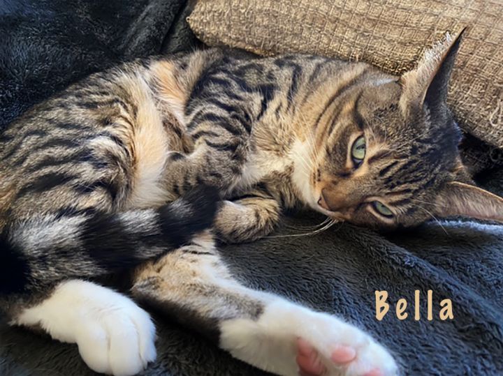 Bella - Adopted 3