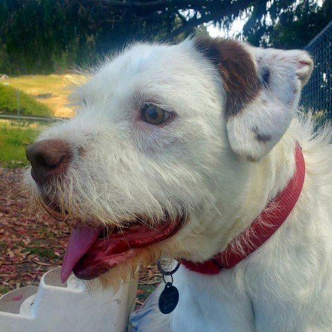 Kirby, an adoptable Pit Bull Terrier, Yorkshire Terrier in San Pablo, CA, 94803 | Photo Image 2