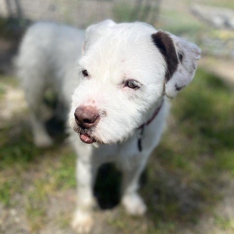 Kirby, an adoptable Pit Bull Terrier, Yorkshire Terrier in San Pablo, CA, 94803 | Photo Image 3