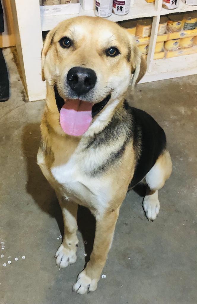 Todd T., an adoptable German Shepherd Dog, Shepherd in Washburn, MO, 65772 | Photo Image 2