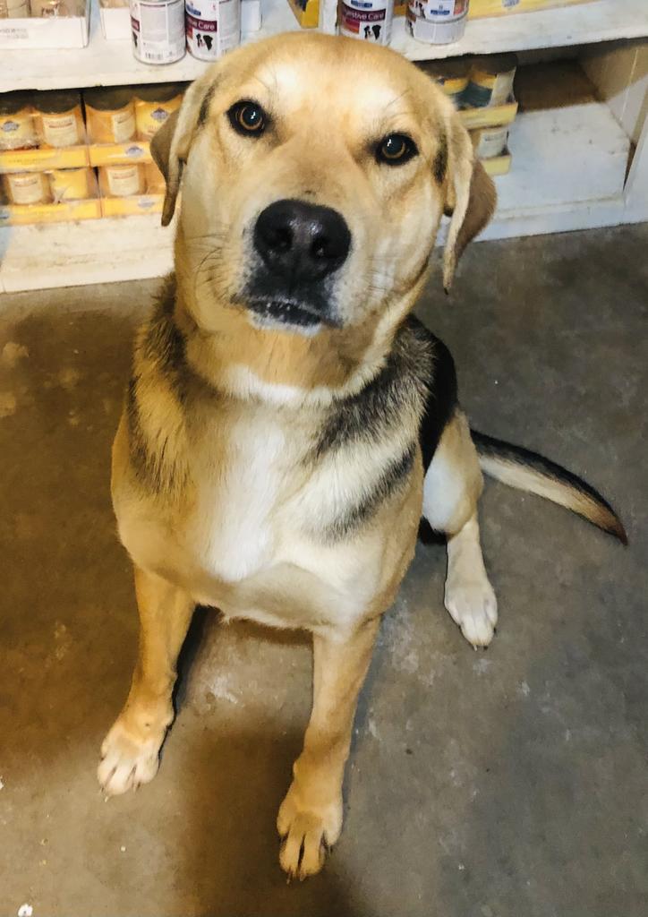 Todd T., an adoptable German Shepherd Dog, Shepherd in Washburn, MO, 65772 | Photo Image 3