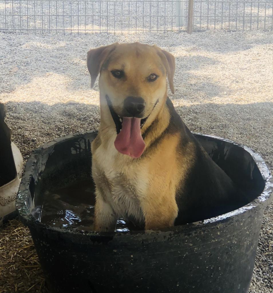 Todd T., an adoptable German Shepherd Dog, Shepherd in Washburn, MO, 65772 | Photo Image 5