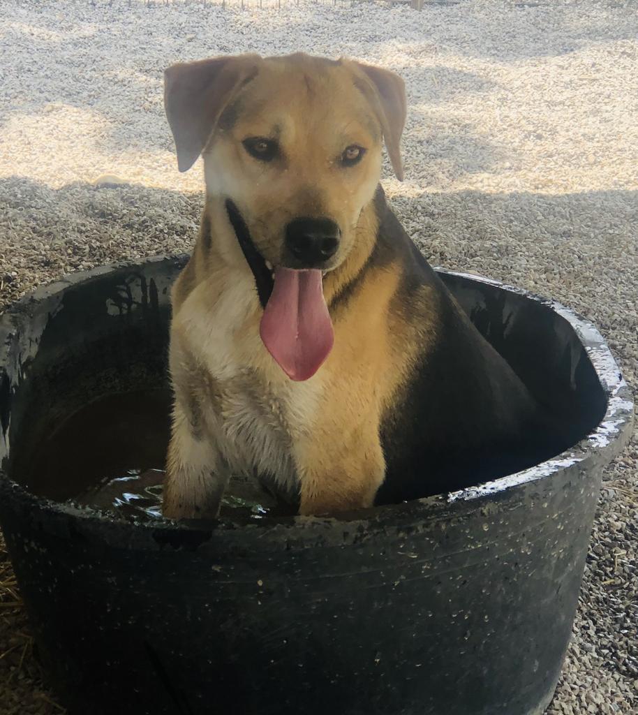 Todd T., an adoptable German Shepherd Dog, Shepherd in Washburn, MO, 65772 | Photo Image 6