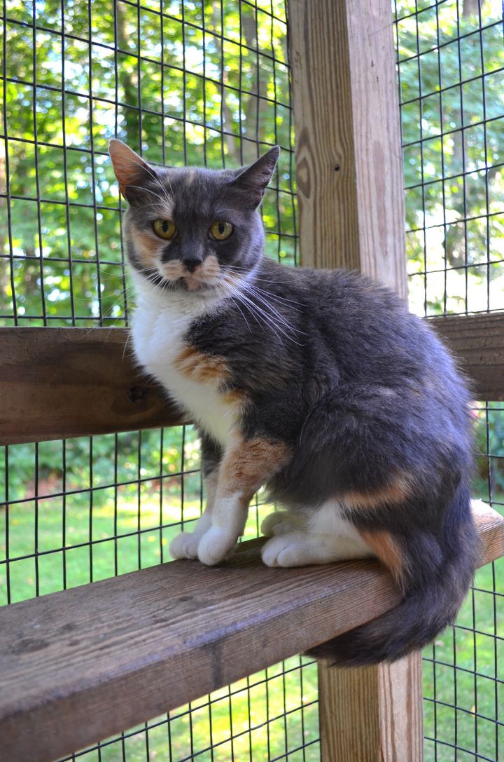 Zoey, an adopted Dilute Calico in Westbrook, CT_image-1