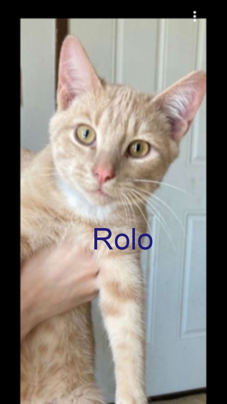 Cat for adoption - Rolo, a Domestic Short Hair Mix in St ...