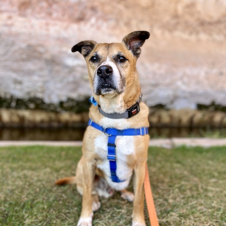 Memo, an adoptable Boxer, Black Mouth Cur in Kanab, UT, 84741 | Photo Image 1