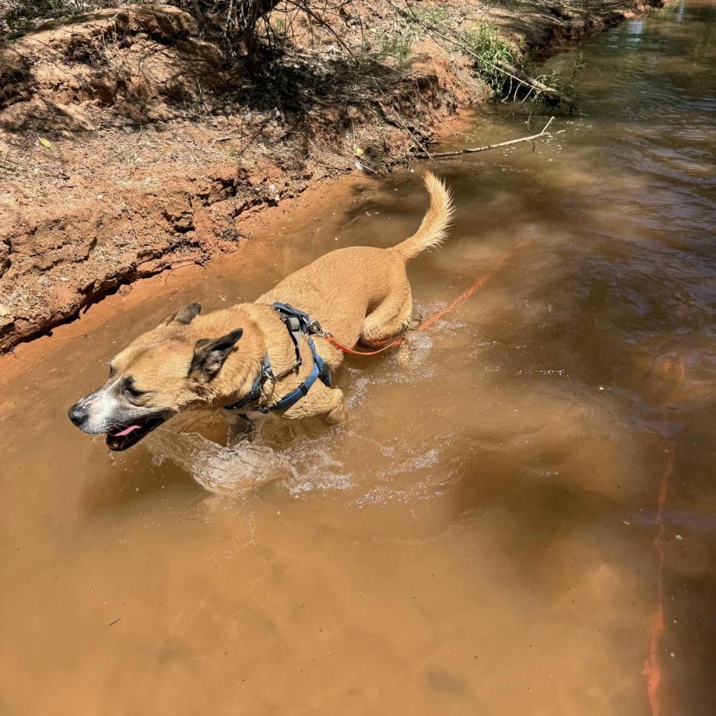 Memo, an adoptable Boxer, Black Mouth Cur in Kanab, UT, 84741 | Photo Image 2