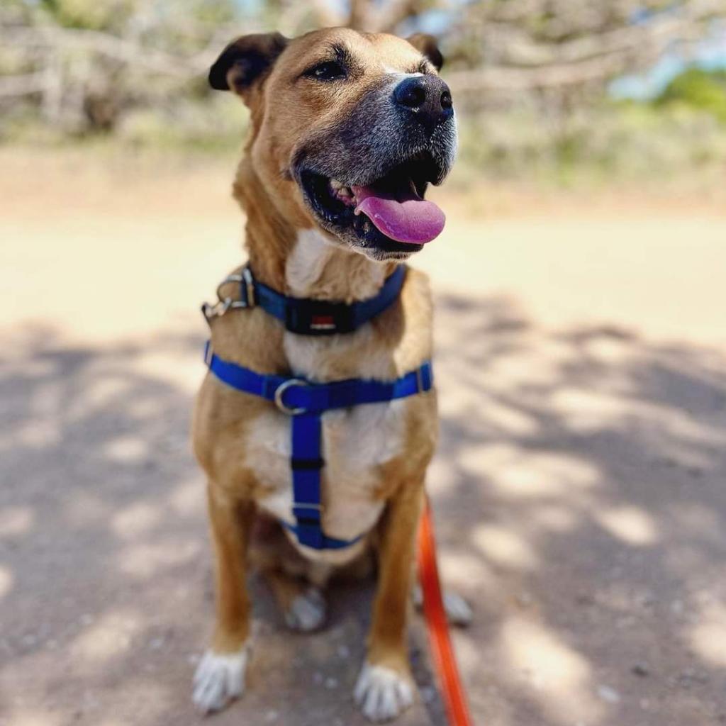 Memo, an adoptable Boxer, Black Mouth Cur in Kanab, UT, 84741 | Photo Image 2