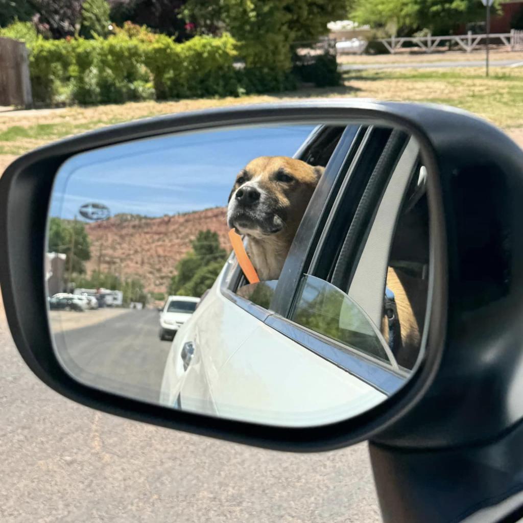 Memo, an adoptable Boxer, Black Mouth Cur in Kanab, UT, 84741 | Photo Image 3