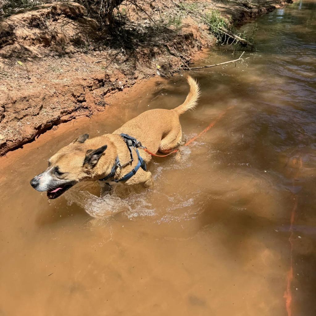 Memo, an adoptable Boxer, Black Mouth Cur in Kanab, UT, 84741 | Photo Image 3