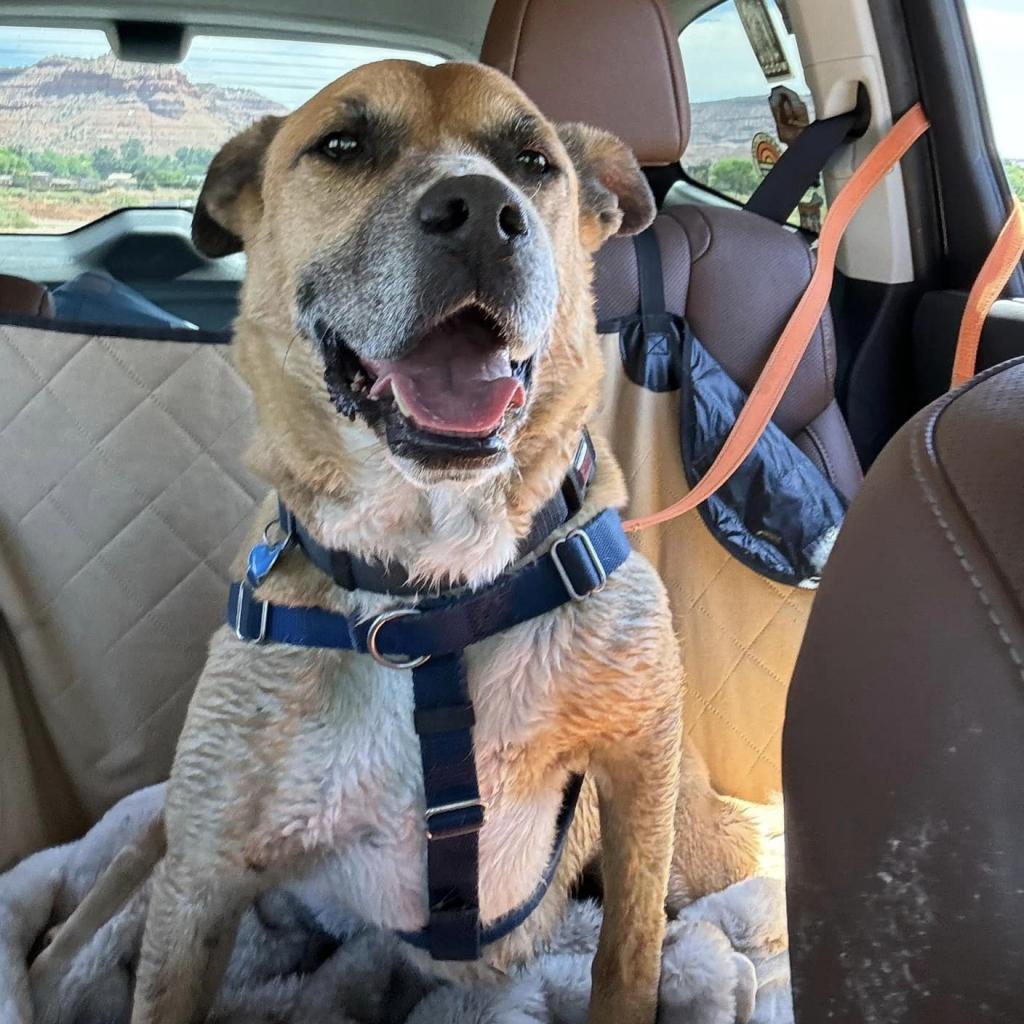 Memo, an adoptable Boxer, Black Mouth Cur in Kanab, UT, 84741 | Photo Image 4