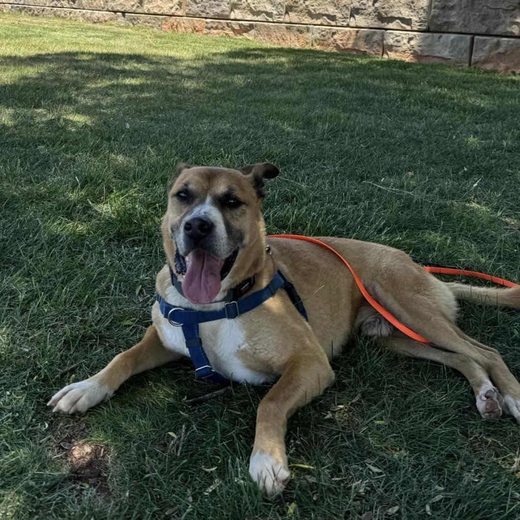 Memo, an adoptable Boxer, Black Mouth Cur in Kanab, UT, 84741 | Photo Image 5