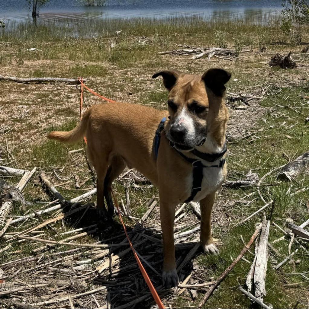 Memo, an adoptable Boxer, Black Mouth Cur in Kanab, UT, 84741 | Photo Image 6