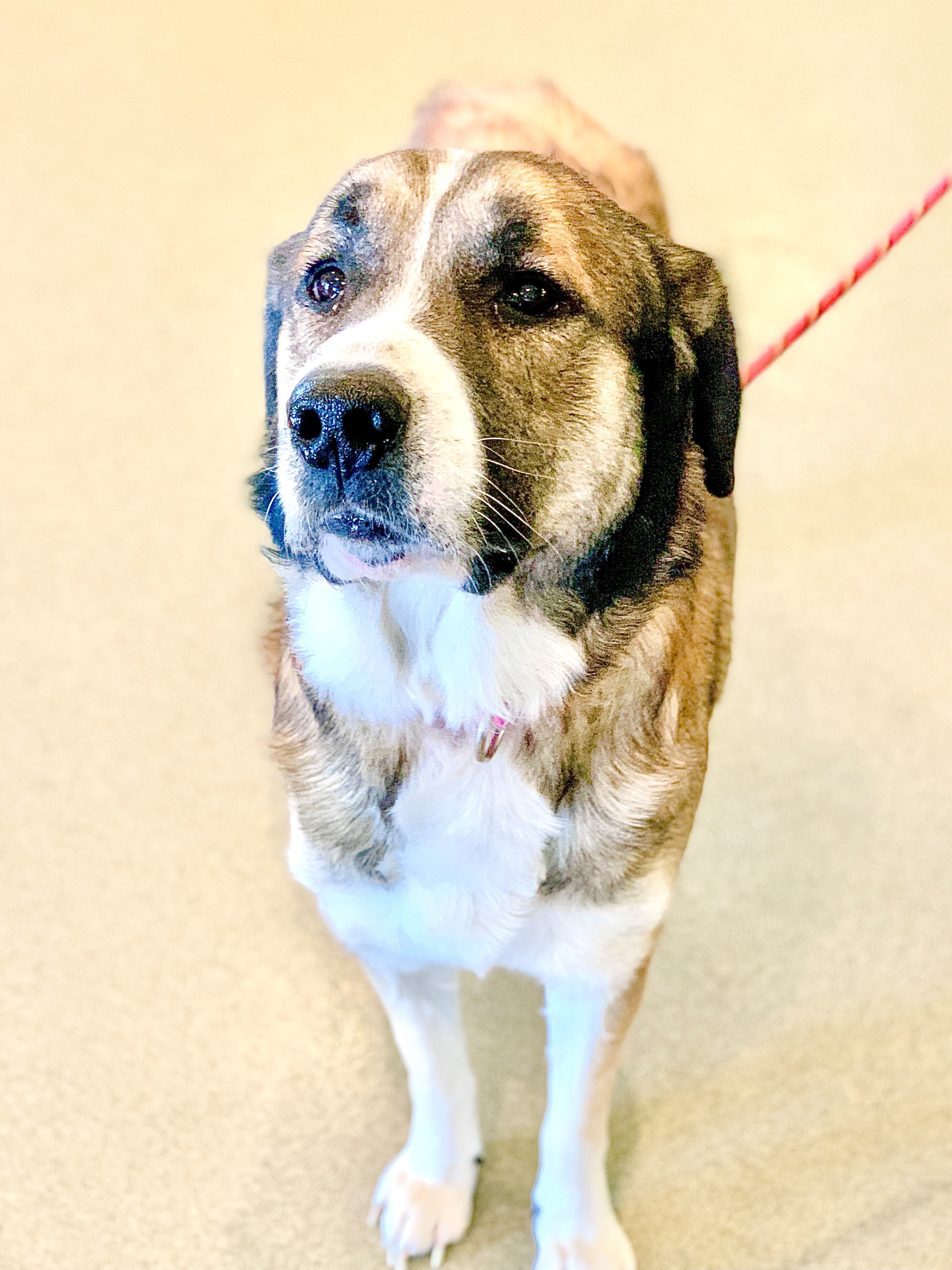 Rex, an adoptable Saint Bernard in Kearney, NE, 68845 | Photo Image 1