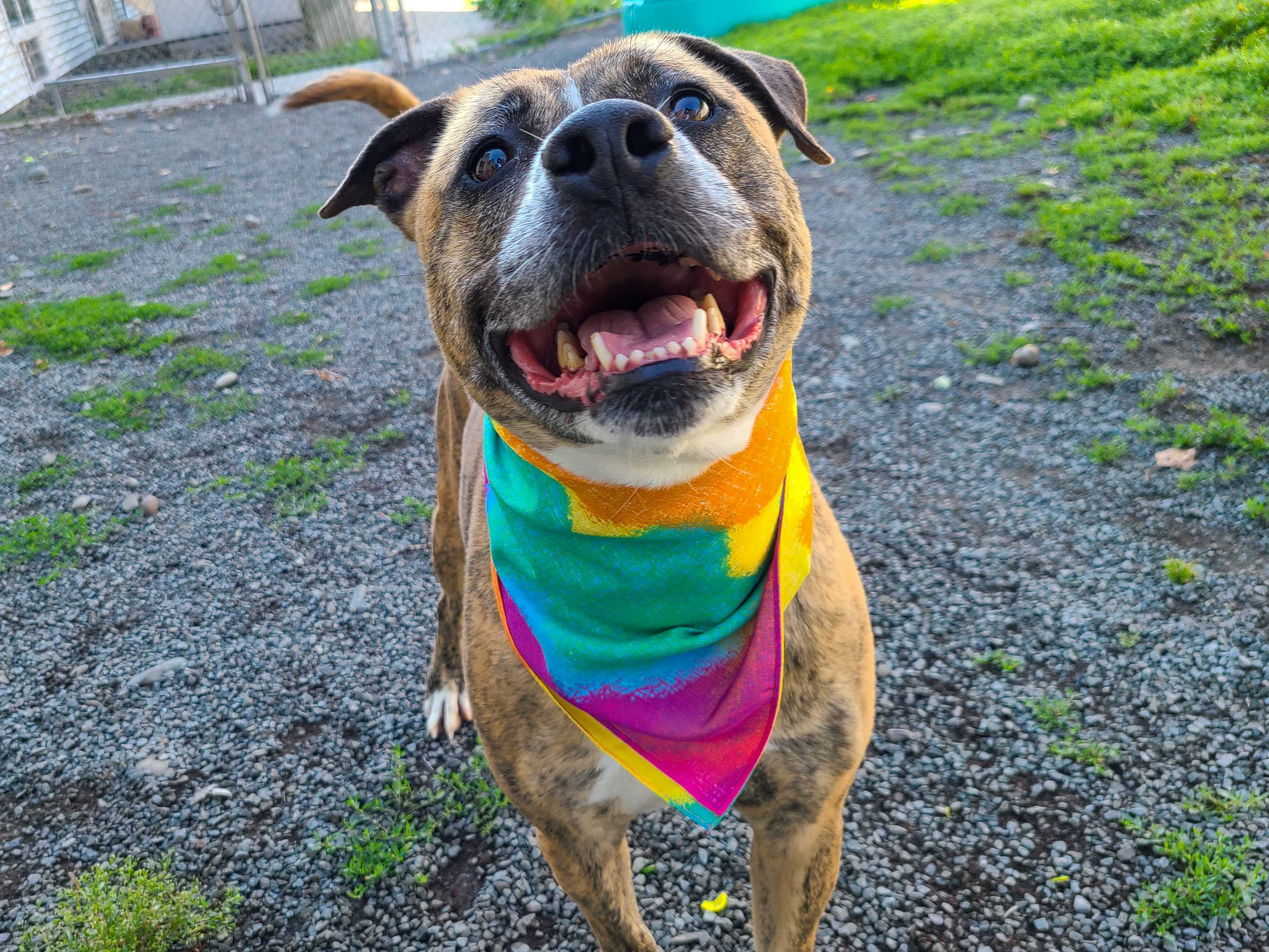 Tippy, an adoptable Terrier, Boxer in Montrose, PA, 18801 | Photo Image 1