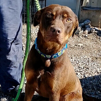 Dog for adoption Chaco a Pit Bull Terrier Chocolate Labrador