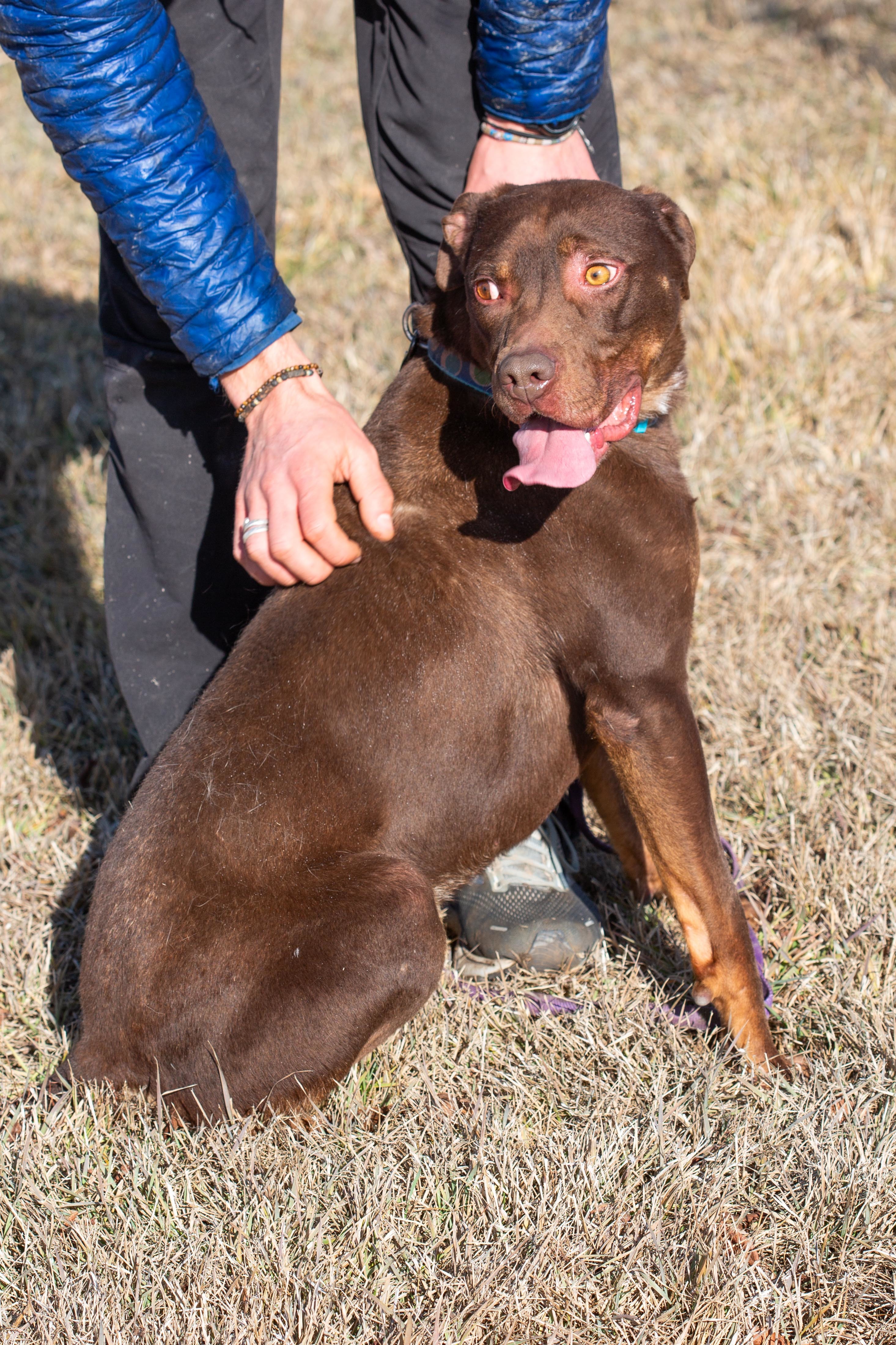 Chaco, an adoptable Pit Bull Terrier, Chocolate Labrador Retriever in Millville, UT, 84326 | Photo Image 2