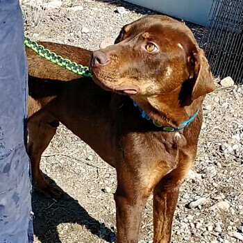 Dog for adoption Chaco a Pit Bull Terrier Chocolate Labrador