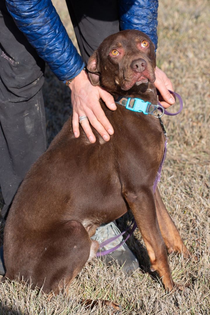 Dog for adoption Chaco a Pit Bull Terrier Chocolate Labrador