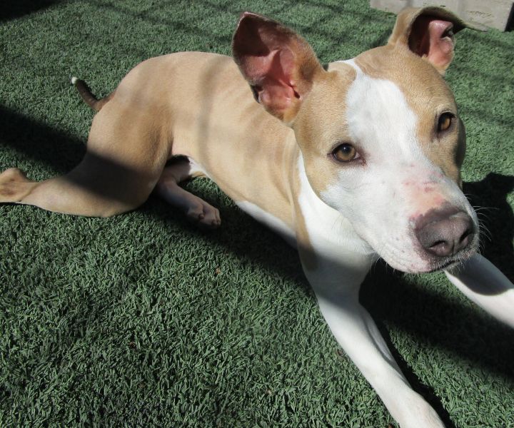 Annie, an adoptable Pit Bull Terrier Mix in Oklahoma City, OK_image-2