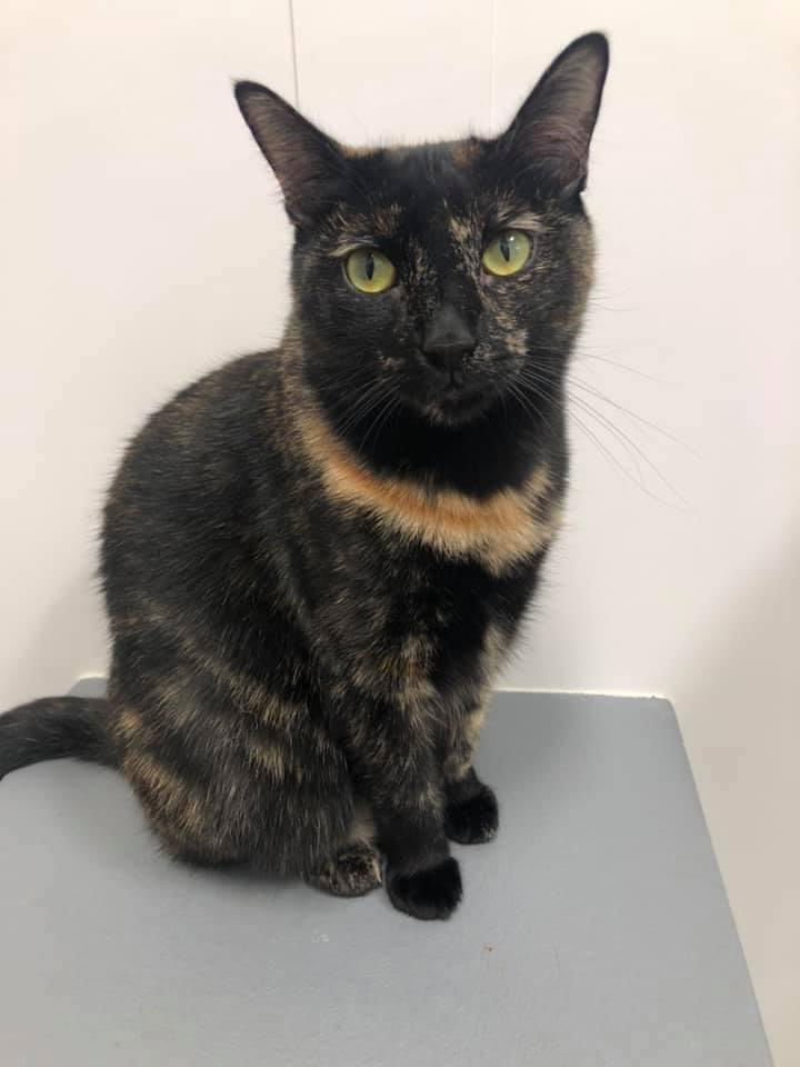 Sable, an adoptable Domestic Short Hair, Tortoiseshell in Los Alamitos, CA, 90720 | Photo Image 1