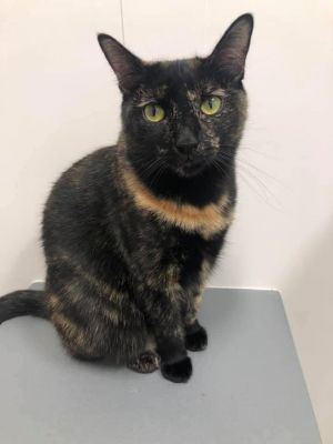 Sable, Young Female unknown