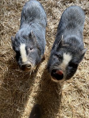 Petunia and peony