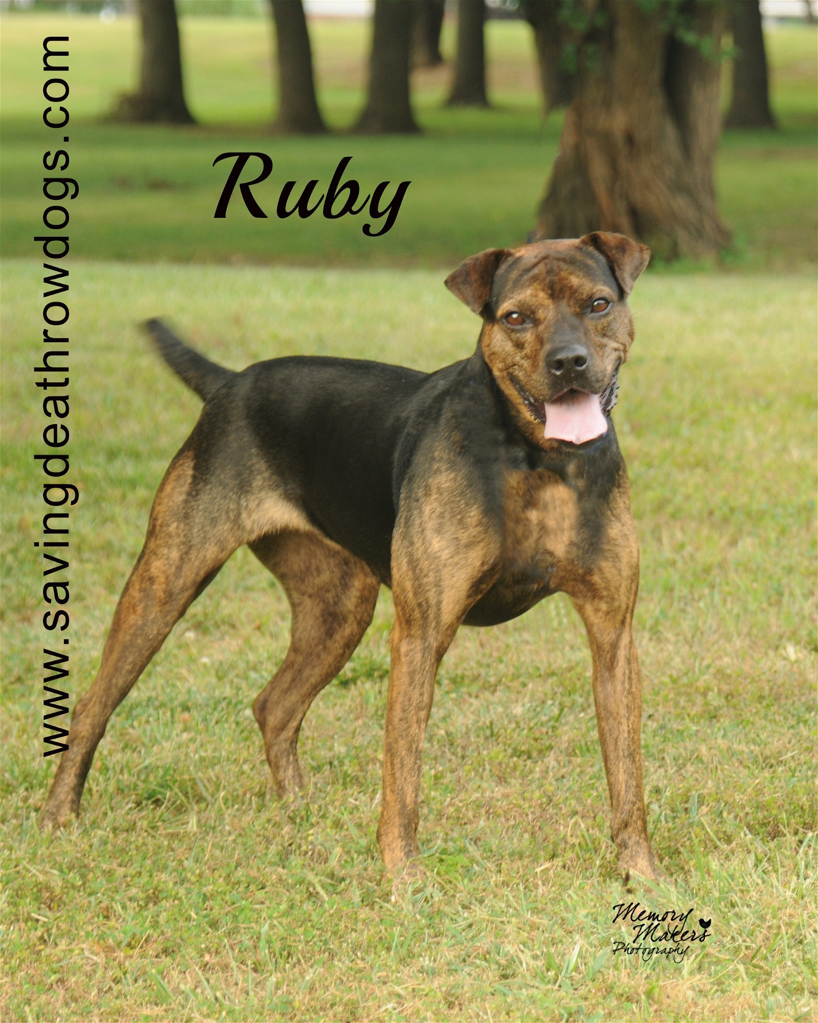 Ruby, an adoptable Boxer in Topeka, KS, 66614 | Photo Image 1