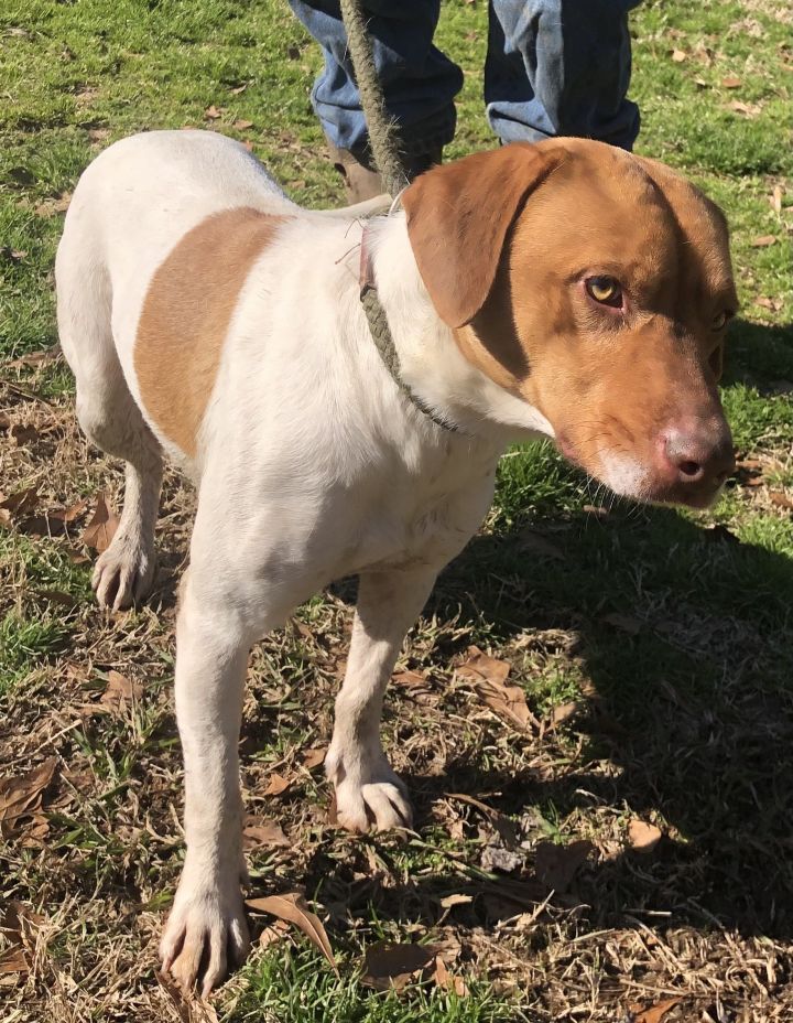 Rat terrier and lab sales mix