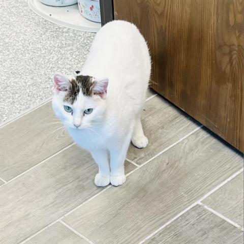 Whitney, an adoptable Domestic Short Hair in Carroll, IA, 51401 | Photo Image 5