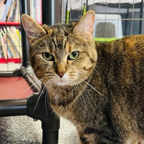 Ginger, an adoptable Domestic Short Hair in Carroll, IA, 51401 | Photo Image 1