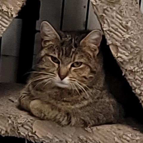 Ginger, an adoptable Domestic Short Hair in Carroll, IA, 51401 | Photo Image 2