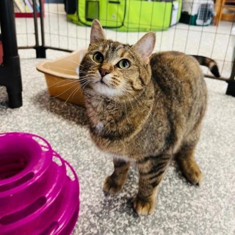 Ginger, an adoptable Domestic Short Hair in Carroll, IA, 51401 | Photo Image 2