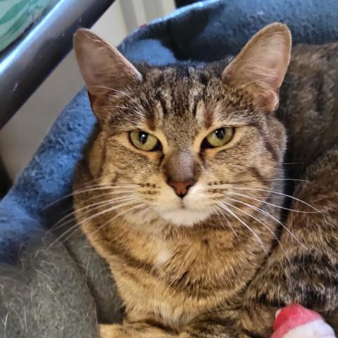 Ginger, an adoptable Domestic Short Hair in Carroll, IA, 51401 | Photo Image 3