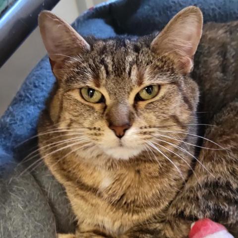 Ginger, an adoptable Domestic Short Hair in Carroll, IA, 51401 | Photo Image 4