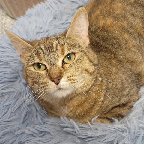 Ginger, an adoptable Domestic Short Hair in Carroll, IA, 51401 | Photo Image 5