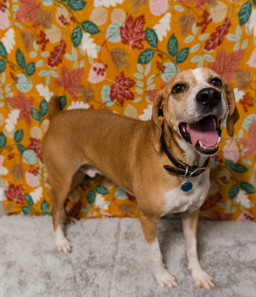 Ramsey-NO ADOPTION FEE, an adoptable Plott Hound, Redbone Coonhound in Loogootee, IN, 47553 | Photo Image 2
