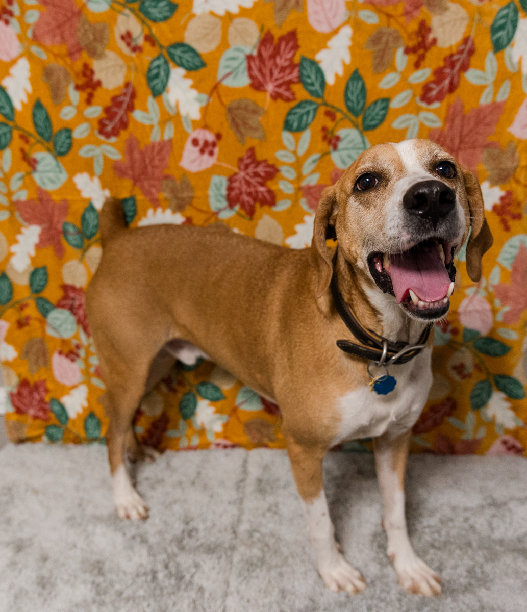 Ramsey-NO ADOPTION FEE, an adoptable Plott Hound, Redbone Coonhound in Loogootee, IN, 47553 | Photo Image 1