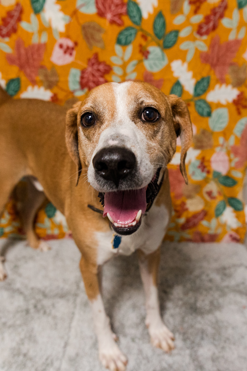 Ramsey-NO ADOPTION FEE, an adoptable Plott Hound, Redbone Coonhound in Loogootee, IN, 47553 | Photo Image 2