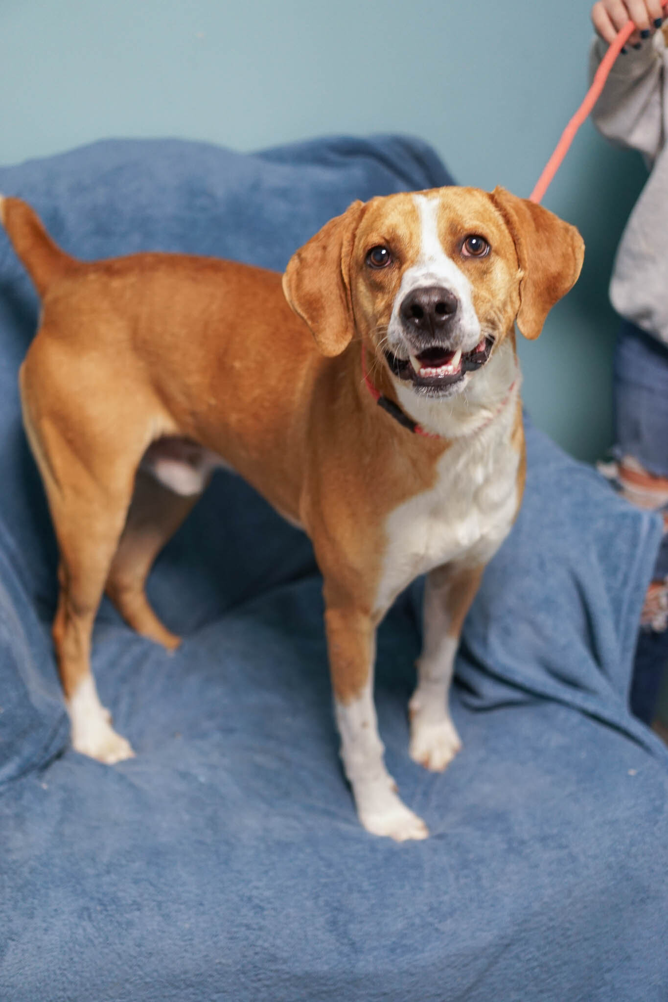 Ramsey-NO ADOPTION FEE, an adoptable Plott Hound, Redbone Coonhound in Loogootee, IN, 47553 | Photo Image 3