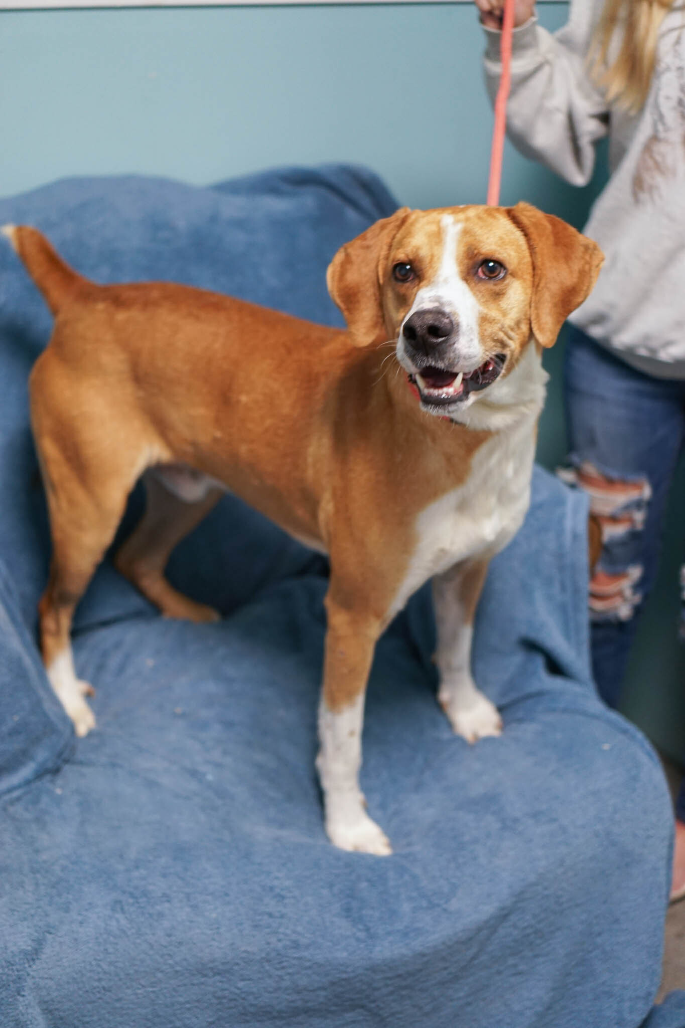 Ramsey-NO ADOPTION FEE, an adoptable Plott Hound, Redbone Coonhound in Loogootee, IN, 47553 | Photo Image 4