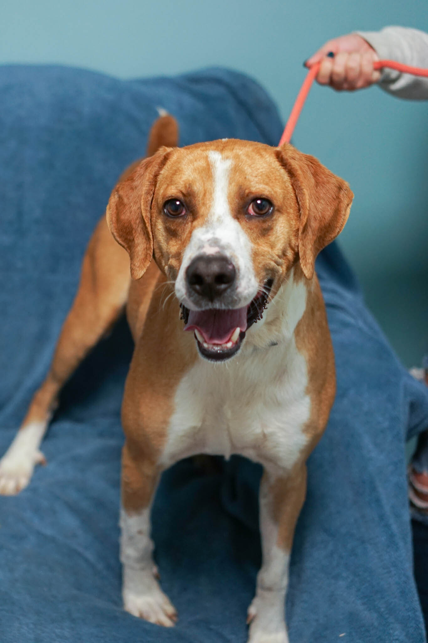 Ramsey, an adoptable Plott Hound, Redbone Coonhound in Loogootee, IN, 47553 | Photo Image 5
