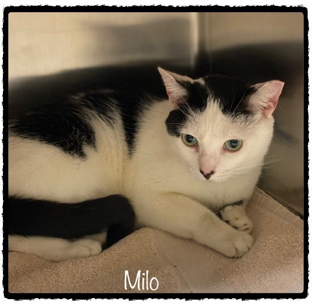 MILO (R), an adopted Domestic Short Hair Mix in Marietta, GA_image-2